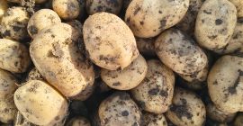 Producer sells white and red potatoes, we offer quality