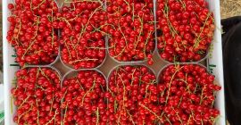 Ribes rosso raccolto a mano in vendita