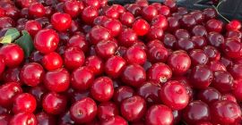Fresh sour cherries for industrial processing are now available.