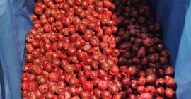 IQF Sour Cherries (Pitted) ✅ IQF Frozen ✅ Pitted