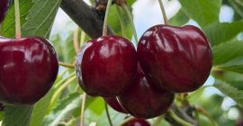 I sell high-quality cherry fruit, with very good taste.