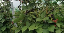 Wir verkaufen süße und leckere Brombeeren von der Udati-Manzu-Plantage