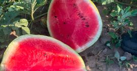 Ich verkaufe erstklassige bulgarische Wassermelonen der Sorte Sorrento F1