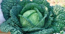 I will sell large quantities of young Savoy cabbage,