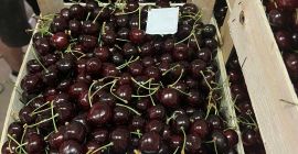 Hallo, wir haben derzeit 50 Tonnen frische Süßkirschen auf