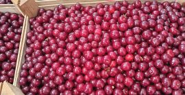 Hallo, wir haben derzeit 40 Tonnen frische Sauerkirschen auf