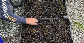 Wild blueberries. Season started in Romania. We can assure