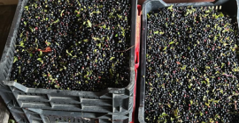 Wild forest Blueberry season started in Romania. We offer