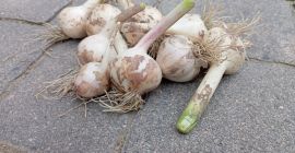 Продаю примерно 1,5 тонны молодого чеснока сорта Джарус, очень
