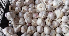 Vând aproximativ 1,5 tone de usturoi de primăvară Jarus,