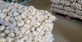 Nice dry garlic Harnaś min. 5cm. Bags packed in