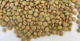 We offer green lentils calibrated in[phone number] fractions: -