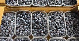 Blueberry variety Duke I Blue drops 14+