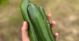 I'm selling zucchini grown conventionally, but supplemented with composted
