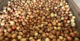 Selling onions, sizes 40-60 and 60-80.