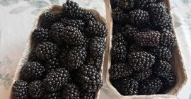 Hello, I have blackberries for sale, please contact me.