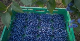 I have approximately 500 kg of beautiful, large-sized blueberries