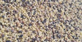 I have a millet groat for sale, please contact
