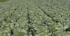 I will sell white cabbage, Ambrozja variety