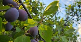 Vând prune de masă din livada proprie, soi Tuleu