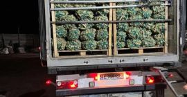 Продајем корен рена на велико. Испорука из Украјине. Производ