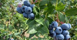 Здравейте, продавам прясно набрани боровинки, около тон на ден.