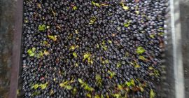 I sell organic wild blueberries.