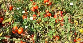 Продавам консервен домат