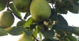 Айва - для продажи крупно-фруктовой свинины Цена: До 20