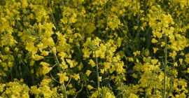 Direkt vom Erzeuger: Ukrainischer Raps, Ernte 2026 Korsoil Agro