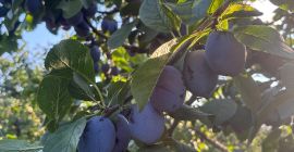 I sell plums of the Lepotica and Stanley varieties