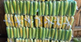 Sweet corn for sale. Price negotiable.