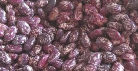 Wir suchen Großhändler für Bohnen aus Usbekistan. Wir arbeiten