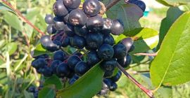 ARONIA ZU VERKAUFEN 15 Lei kg