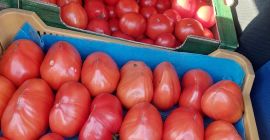 I sell fresh, tasty vegetables: Tomatoes Cucumbers Zucchini