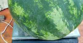 I will sell watermelon, first cut, caliber 3-14 kg,