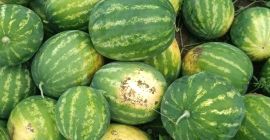 Продавам първокласна българска диня на едро, сорт Арашан,очаквано количество: