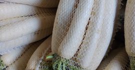 Hello, I am selling commercial and industrial white radishes.