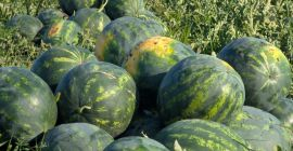 Local producer, member of the Probota Vegetable Cooperative, sells