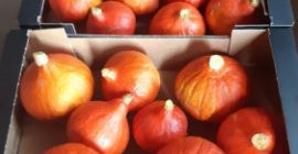 Продавам тикви Хокайдо, опаковани в кутия от 10 кг,