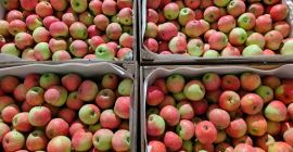 Piros organic apples for sale (157 varieties, prepared for