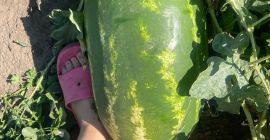 Ich verkaufe rumänische Wassermelonen, natürlich gewachsen, extrem süß und