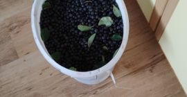 Hello, I have some chokeberries for sale, either for