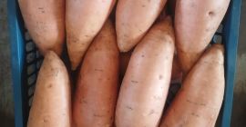 Premium quality fresh sweet potatoes (Beauregard & Benevue varieties)