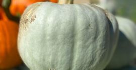 Hello, I am selling Nelson pumpkins 2 tons, Blanco