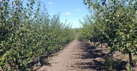 We sell fresh and dried Stenlei plums, originating from