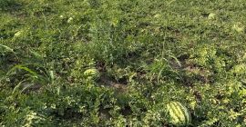 Ми смо румунски произвођач који нуди/продаје свеже лубенице природно