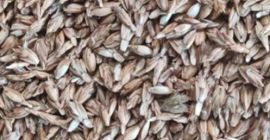 This year's spelt harvest. [phone] ECO certified. 5-6 tons.