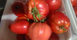 I sell fresh garden tomatoes at an exceptional price