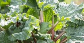 Rhubarb for sale, Victoria and Leader
